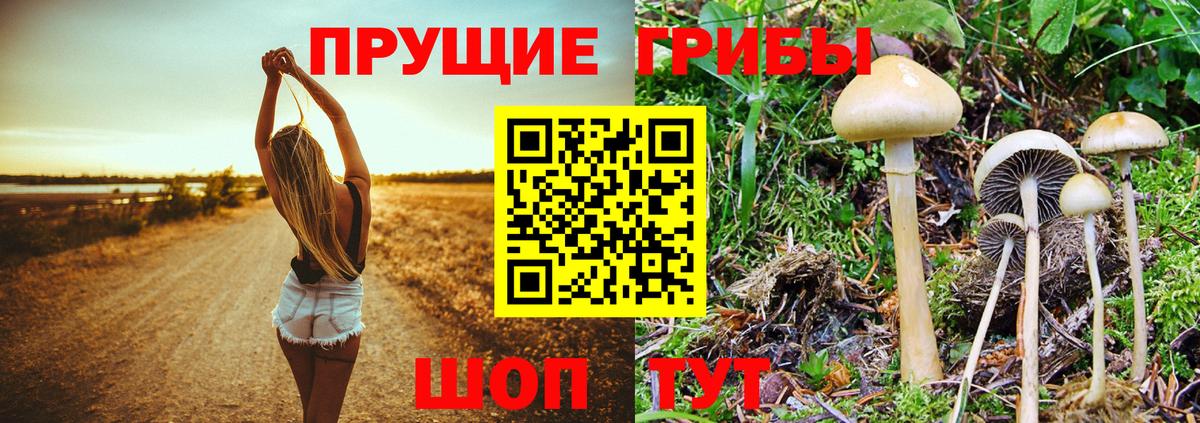 Псилоцибиновые грибы Psilocybine cubensis  Галлюциногенные грибы прущие грибы  Вход с VPN  Знаменск 